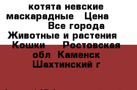 котята невские маскарадные › Цена ­ 18 000 - Все города Животные и растения » Кошки   . Ростовская обл.,Каменск-Шахтинский г.